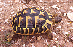 Testudo-hermanni-hermanni