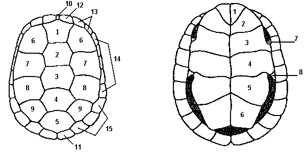 chrbtov_a_brun_as